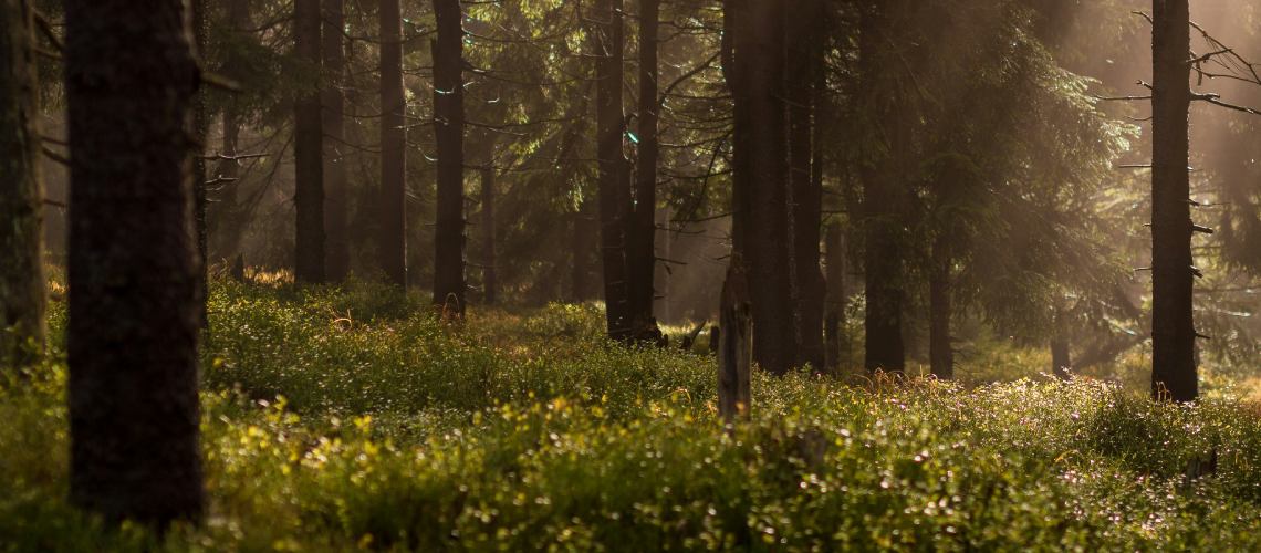 découvrir la foret de cerisy